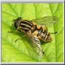 Helophilus pendulus - Gemeine Sumpfschwebfliege w01.jpg